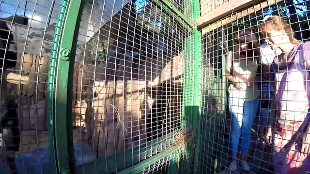 Контактный зоопарк канатной дороги Олимп смотреть онлайн