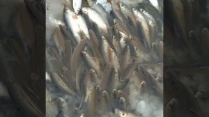 Рыбалка.Загар.Мор рыбы.Сургут.река Обь.