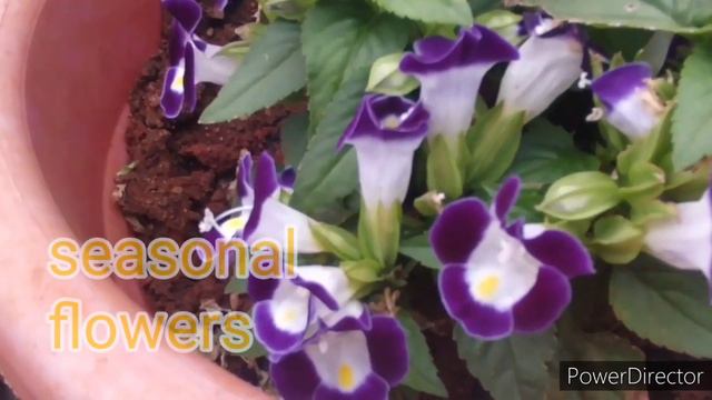 torenia plant care/ winter flowers (tamil) смотреть онлайн