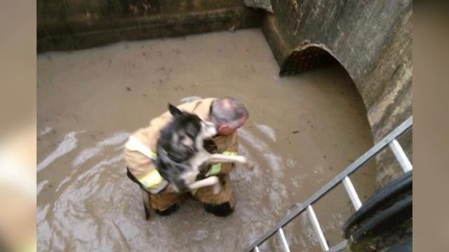 40 ТРОГАТЕЛЬНЫХ ФОТО, ДОКАЗЫВАЮЩИХ, ЧТО ДОБРОТА ПОБЕДИТ! смотреть онлайн