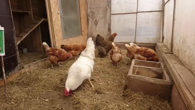 7) 22 06 17 куры и петух деревня смотреть онлайн