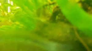 Дафнии в аквариуме