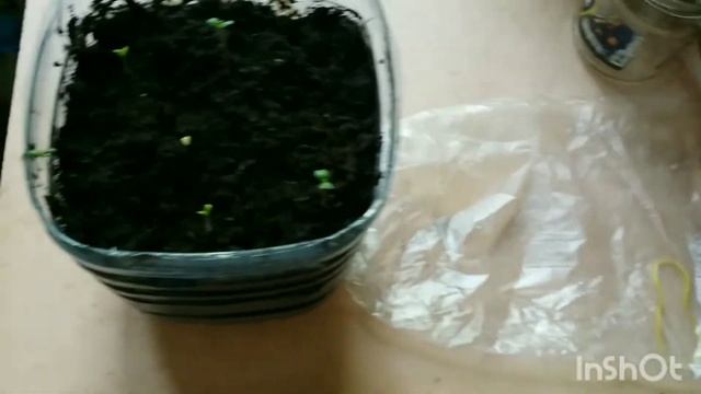 Посев семян Вяза ?? смотреть онлайн