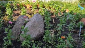 Какие цветы посадить после тюльпанов и нарциссов что бы клумба радовала всё лето. Огород без хлопот