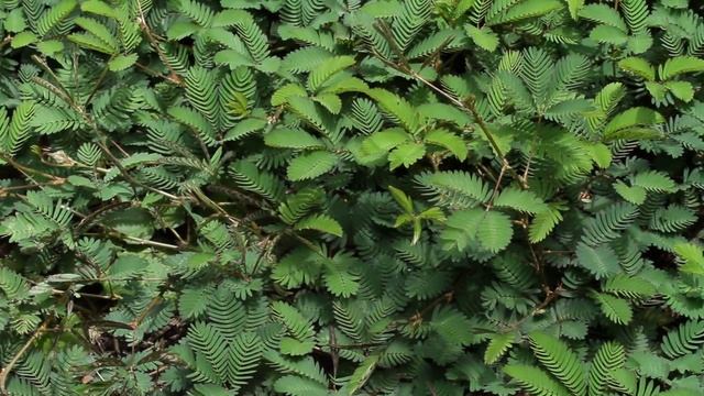 Moving plants - Mimosa pudica, aka Sensitive Plant смотреть онлайн