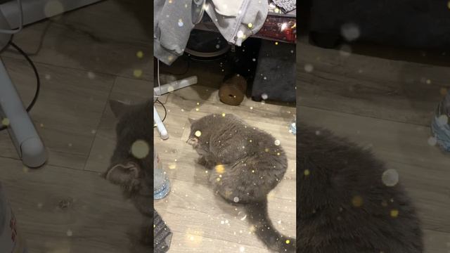 Кот Пуша