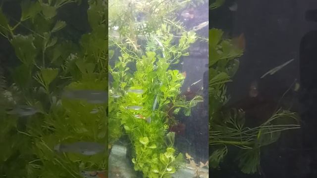 guppy fish breeding at home