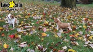 Affectionate Cavalier King Charles Spaniel Puppies