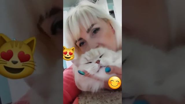 домашние животные,  котики которые хотят ....