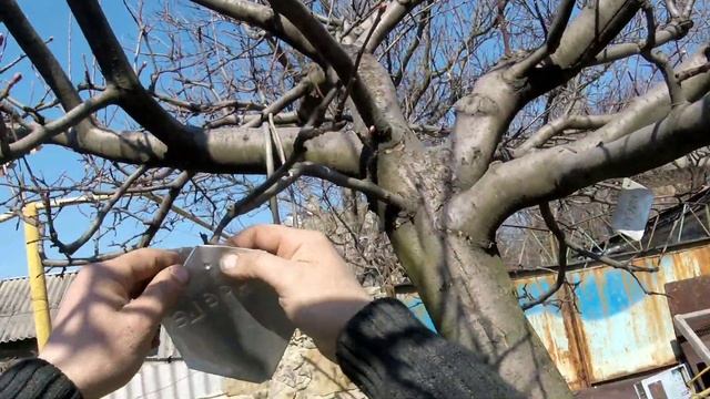 Готовимся к весенней прививке.. смотреть онлайн