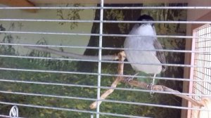 Славка  черноголовая 25 05 20