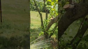 MY APPLE 🍎 TREES DOING AMAZING AFTER PRUNING & LOVING ON THEM! PLENTIFUL HARVEST 💪🏿💪🏿