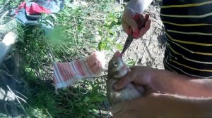 Рыбалка на реке Мста. Фидер и донка с прикормкой "KLEVO!" на крупного леща.