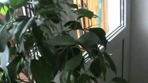 Комнатные цветы в феврале. Пора пересаживать?