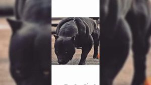 Кубинский питбуль vs алабай.