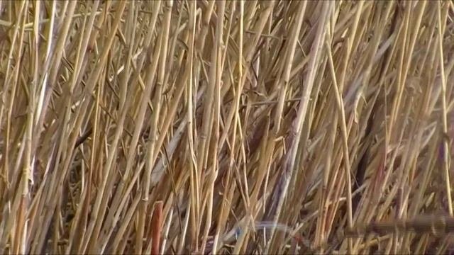 Осенние жирные караси! Рыбалка на карася КАРАСЬ НА БОКОВОЙ КИВОК