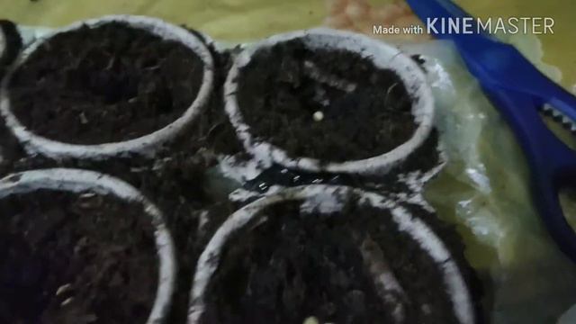 Как я сажаю семена, рассада, Ogorod Na Bolkone, огород на балконе.