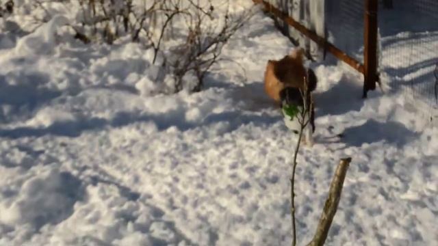 Мик(чихуахуа) и Шаня(шпиц) 18.02.16г.