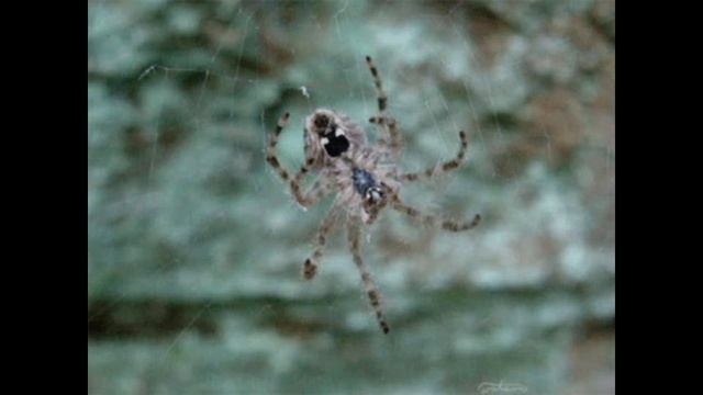 Паучок сказка смотреть онлайн