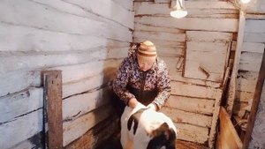 Вес новорожденного теленка//как и чем мы кормим телят.