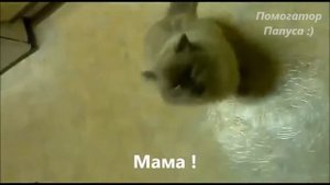 Говорящие коты Лучшая подборка №1