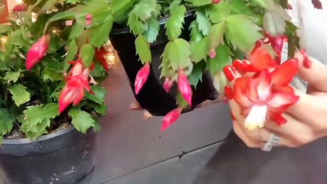 How to tell the difference between a Thanksgiving Cactus and a Christmas Cactus смотреть онлайн