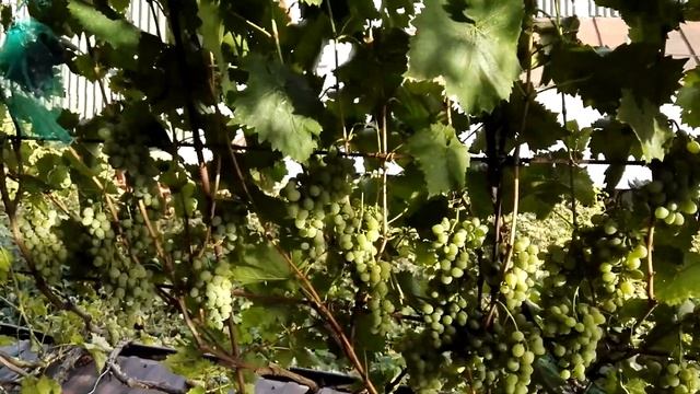 Виноград Берегиня, 11.10.2020 смотреть онлайн