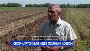 СБОР КАРТОФЕЛЯ ИДЕТ ПОЛНЫМ ХОДОМ