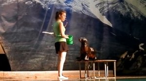 Представление с ластоногими(архив)