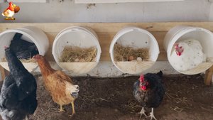 Гнезда из ведер на боку для кур несушек