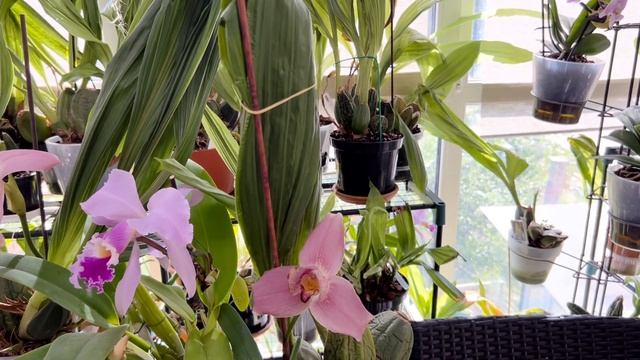 Обзор цветения орхидей в июне смотреть онлайн