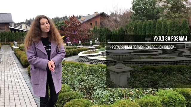 #РОЗЫ | Розы, зимующие в Подмосковье без укрытия
