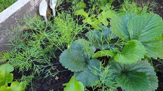 Так ли прост укроп? Лучшие Сорта Укропа: Пучковой и Кустовой укроп. Семена 2022. смотреть онлайн