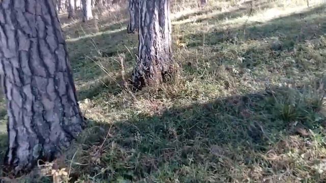 Горный Алтай. Отдых в Чемале. Прогулка ранним утром смотреть онлайн