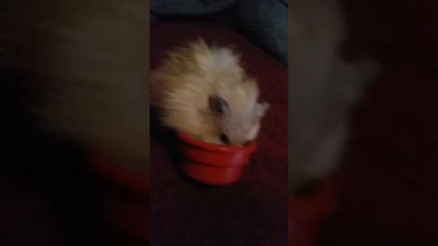 Шок. У хомяка чуть не треснули щеки. Ржака смотреть онлайн