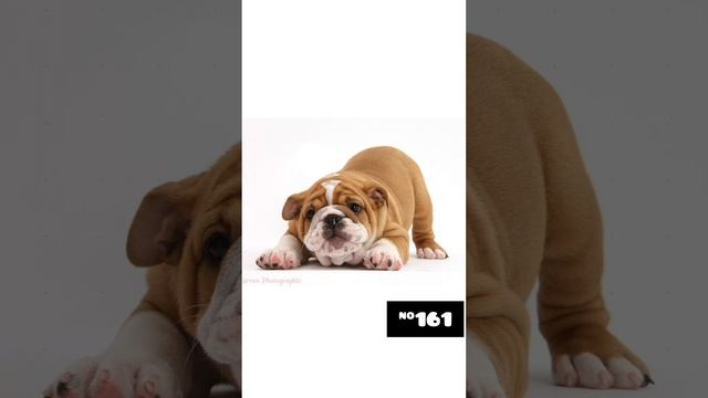 Никогда не верьте людям особенно детям особенно детям которые хотят собаку смотреть онлайн