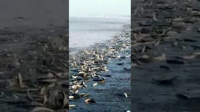 #ДальнийВосток #Приморье #море #берег #рыба #сельдь/селёдка, 11 мая 2021, Сахалин, п.Восточный