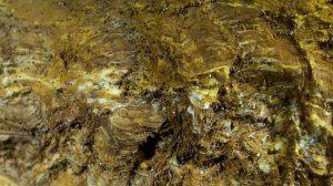 Microscope Video of Chaga