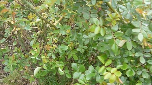 Снимаю укрытия. Сад из роз г. Балаково. смотреть онлайн