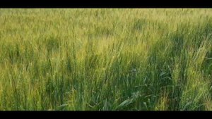 Озимые сорта пшеницы Шестизерная, Шпаловка, Миссия Одесская, Шестопаловка на 20. 06. 2020