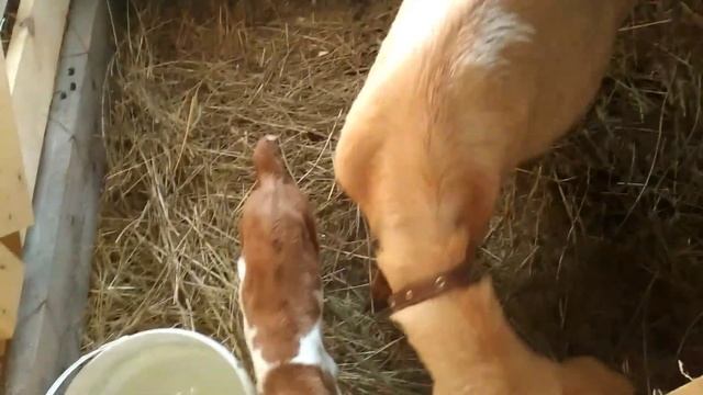 Утки, индейки,весна.Вещий сон.Козы,козлята.Пошли рожать. смотреть онлайн