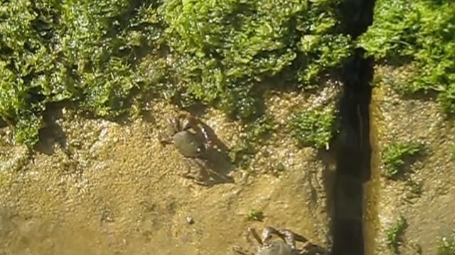 Крабы на камнях в июне 2015 смотреть онлайн