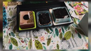 Морозник Цветок будущего! Распечатка! Описание и особенности! Посадка в коробку! Обзор!