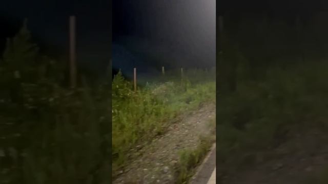 В Приморье ищут медведя с бидоном на голове