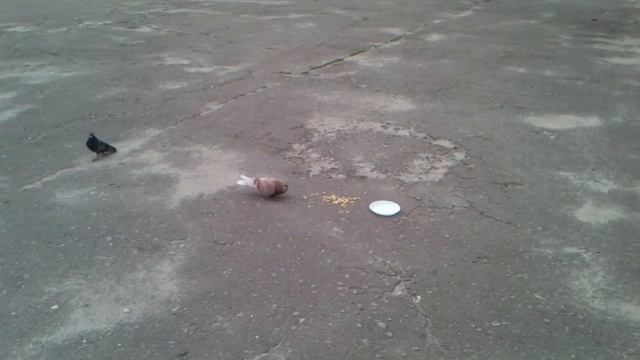 Поразительный эксперимент! У голубей обнаружен интеллект смотреть онлайн