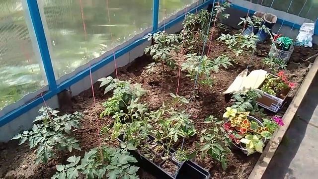 ЧЕМ ОПРЫСКАТЬ ТОМАТЫ ОТ ФИТОФТОРЫ .УЖЕ ПОРА !!!! смотреть онлайн