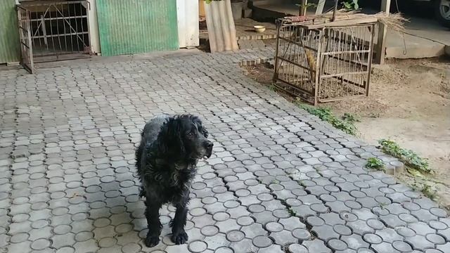 Vlog.О чем говорят женщины. Хобби. Домашние животные.#узбекистан #ташкент #домвмахале#цветы#собака смотреть онлайн