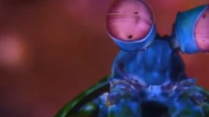 Рак–богомол или павлиновая Креветка–богомол ( лат. Odontodactylus scyllarys)