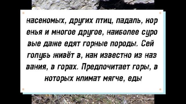 Виды голубей | Горный голубь. смотреть онлайн