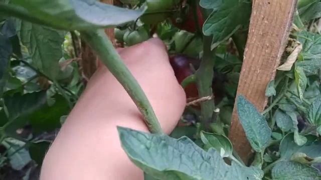 Томат Синий - Голубой Апельсин смотреть онлайн